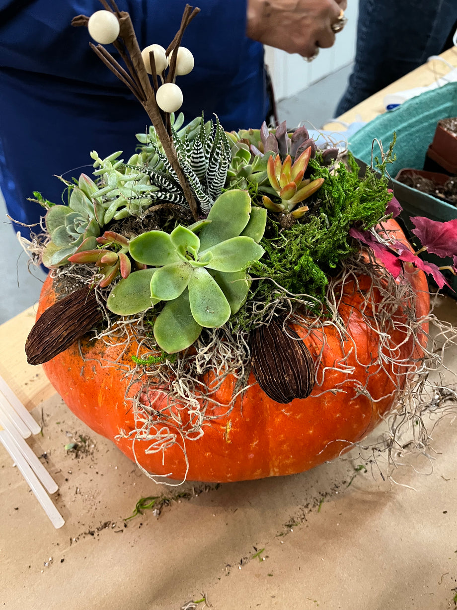 pumpkin succulent workshop Pumpkin Succulent Workshop 2025