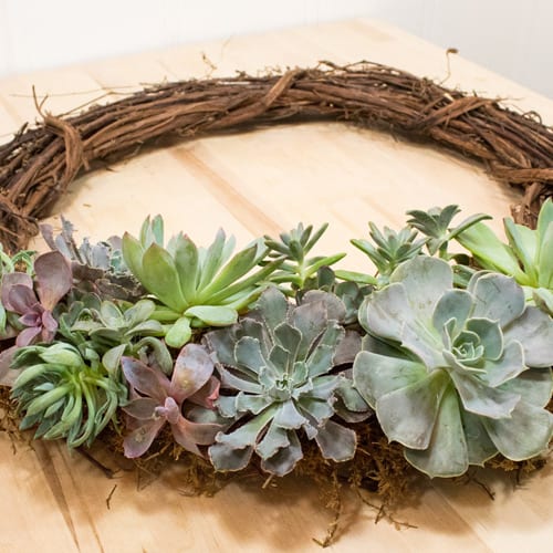 succulent wreath workshop DIY Living Succulent Wreath Workshop